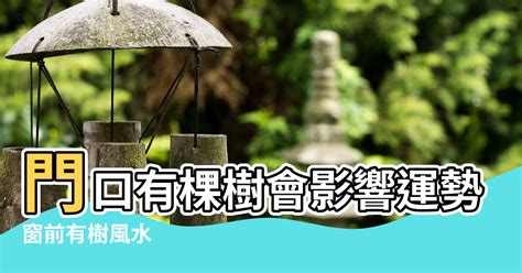 大門對樹|【樹對大門風水怎樣】從風水來看 